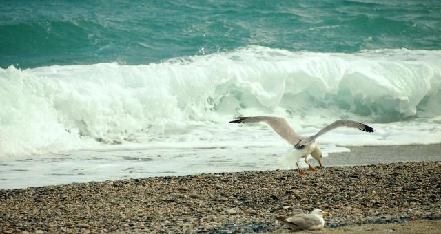 Offerte mare Spotorno