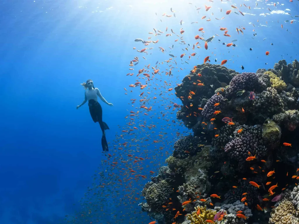 Nell'immagine c'è una ragazza che fa snorkeling. Si trova sott'acqua davanti alla barriera corallina piena di pesci e coralli.